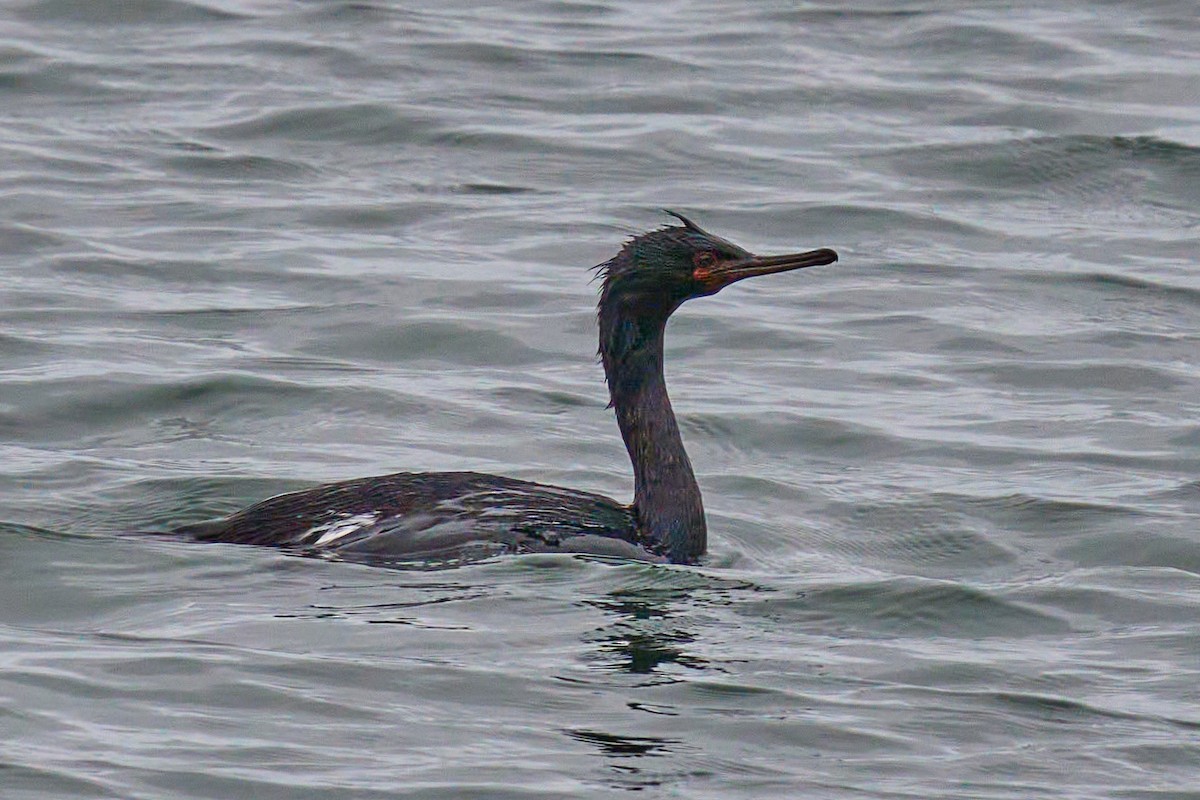 Pelagic Cormorant - ML596057741