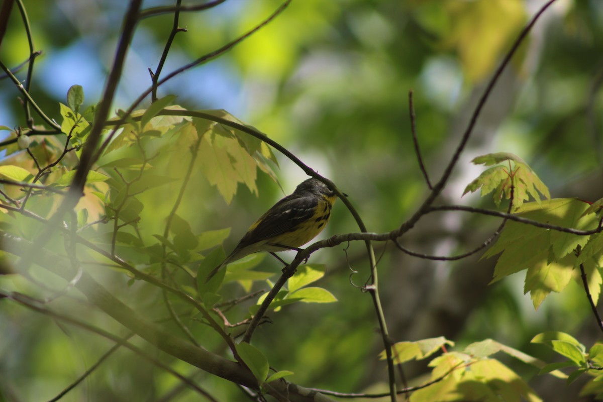 Magnolia Warbler - ML59605781