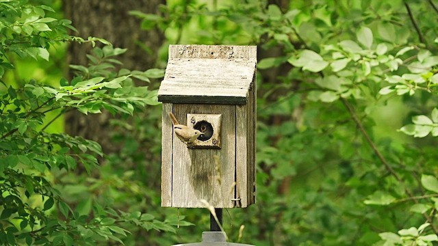 House Wren - ML596058041