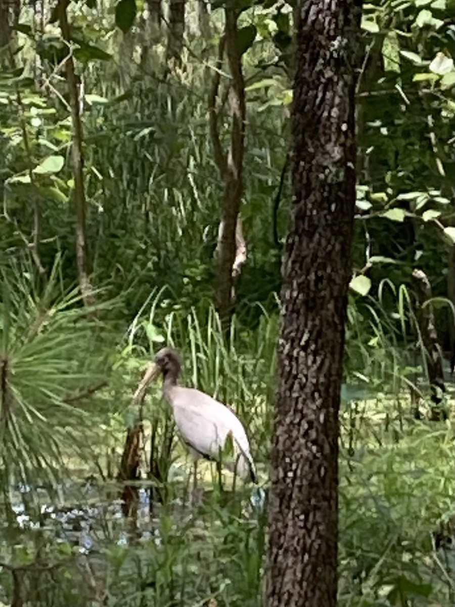 Wood Stork - ML596058201