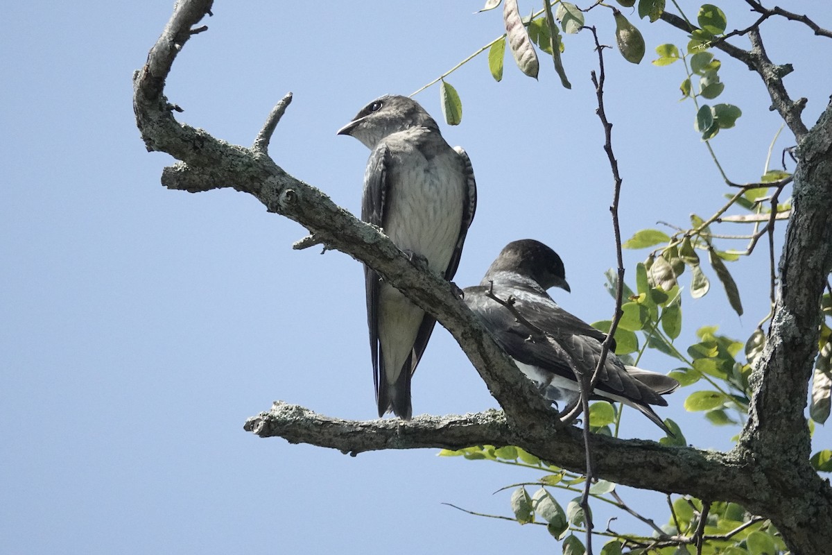 Purple Martin - ML596058691