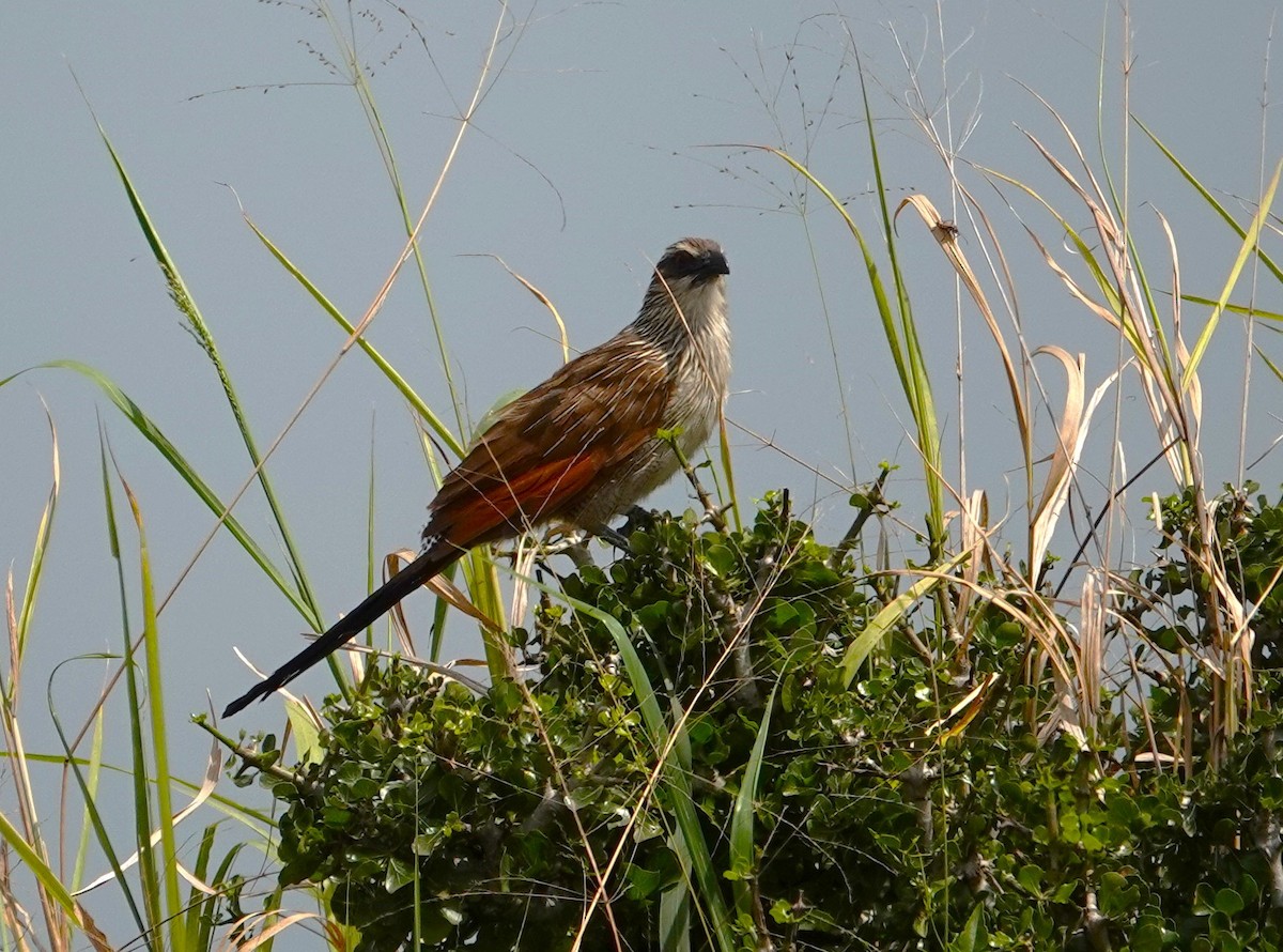 White-browed Coucal - ML596059041