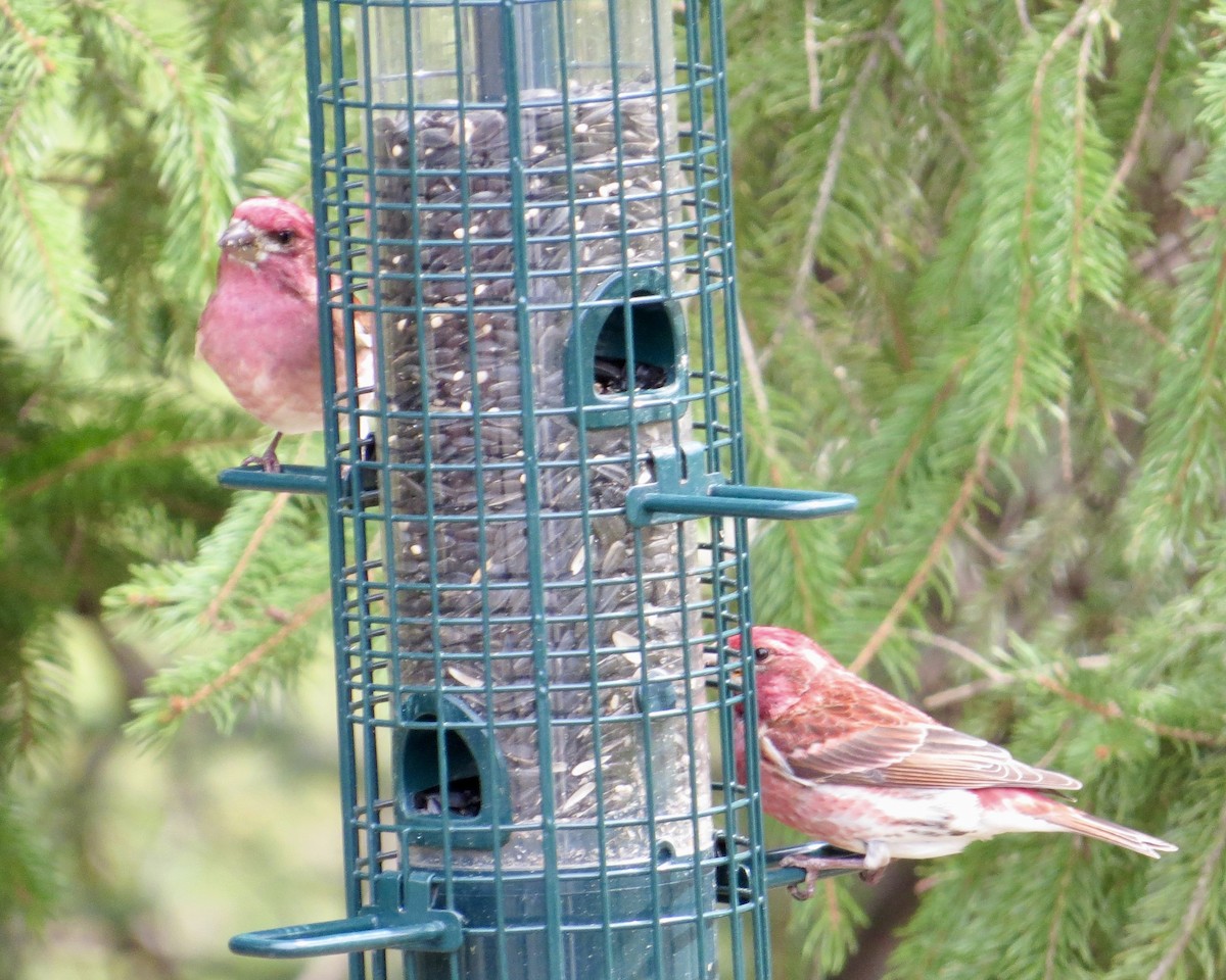 Purple Finch - ML596060131