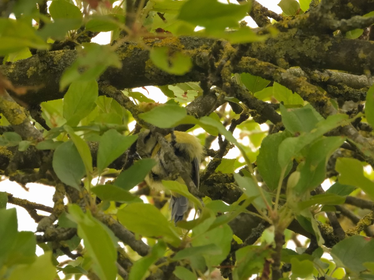 Eurasian Blue Tit - Dennis op 't Roodt