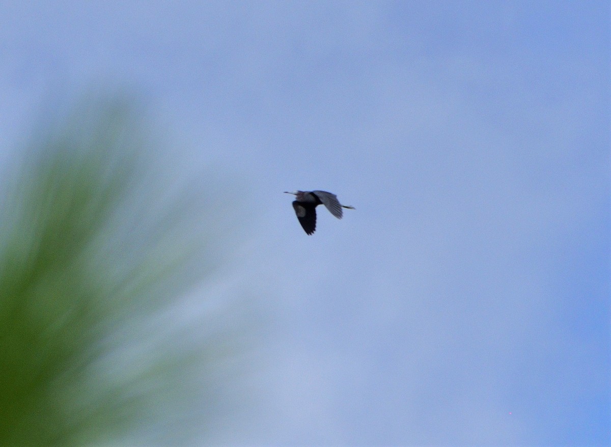 Little Blue Heron - ML596062631