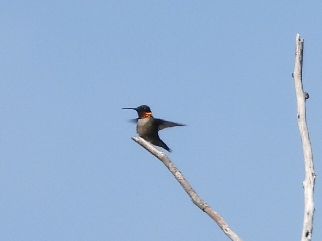 Ruby-throated Hummingbird - ML596062961