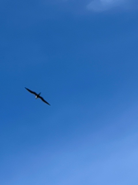 Magnificent Frigatebird - ML596065291