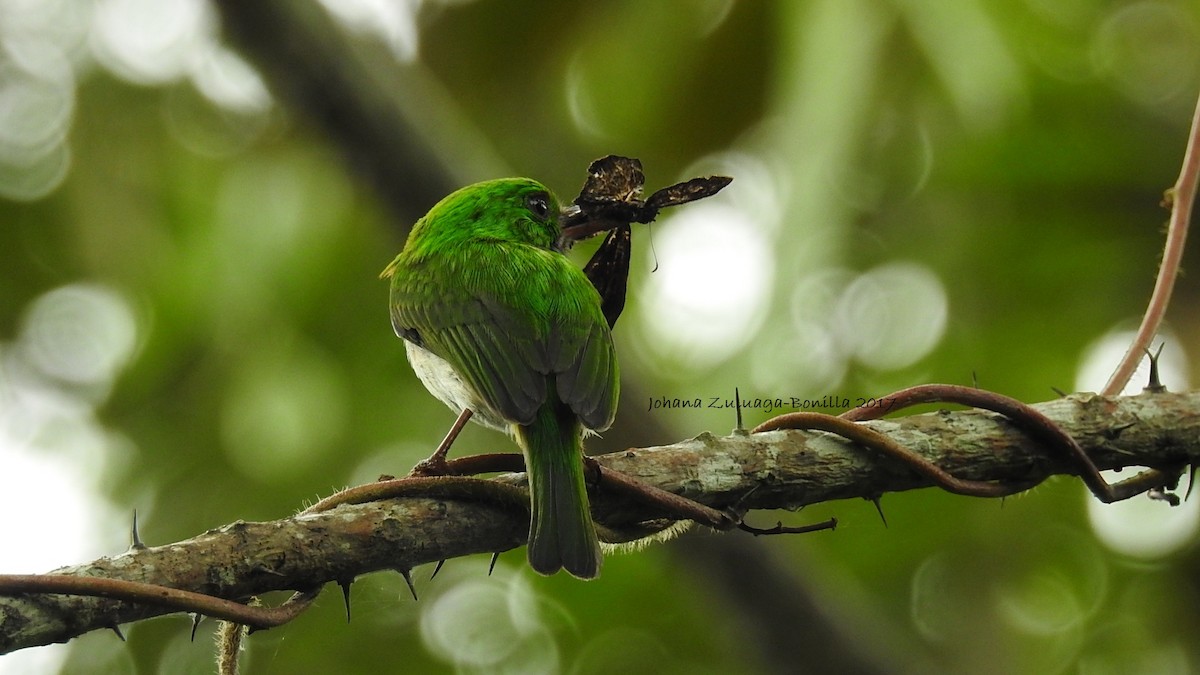 Broad-billed Tody - ML59606561