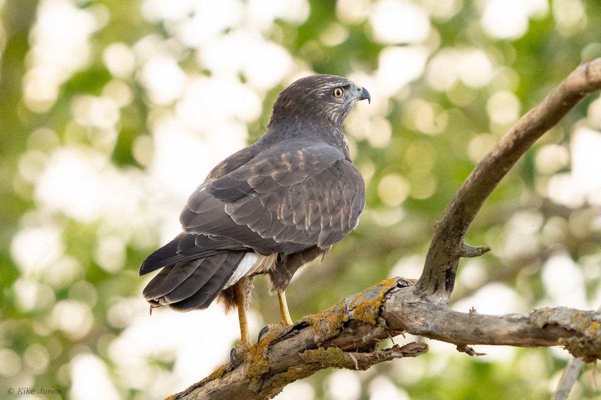 Common Buzzard - ML596065831