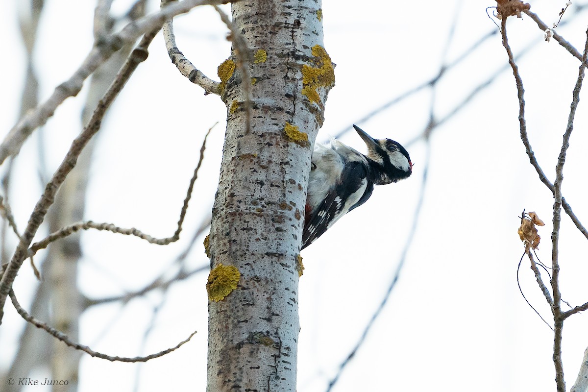 Great Spotted Woodpecker - ML596065851