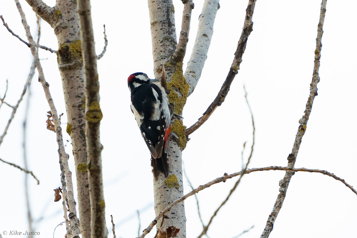 Great Spotted Woodpecker - ML596065861