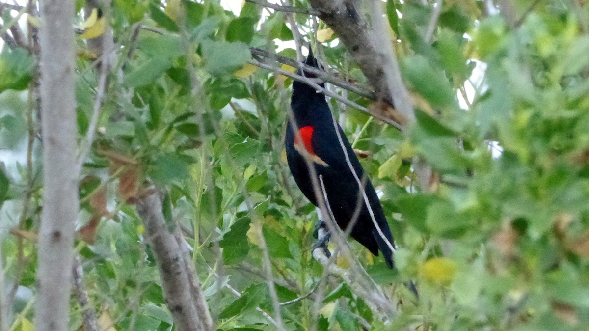Red-winged Blackbird - ML59606611