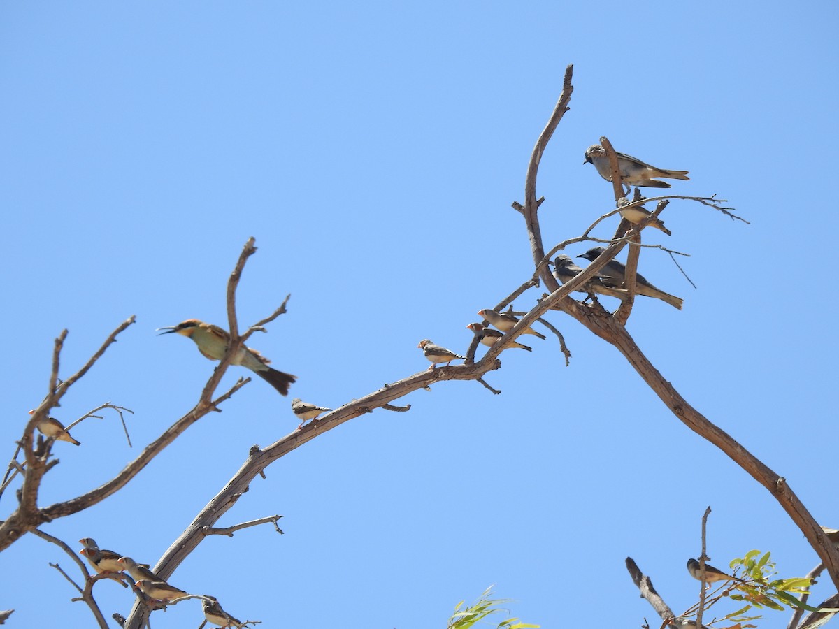 Masked Woodswallow - ML596066251