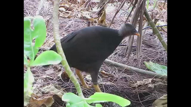 Micronesian Megapode - ML596066871