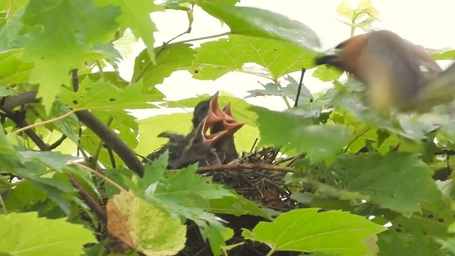 Cedar Waxwing - ML596067071