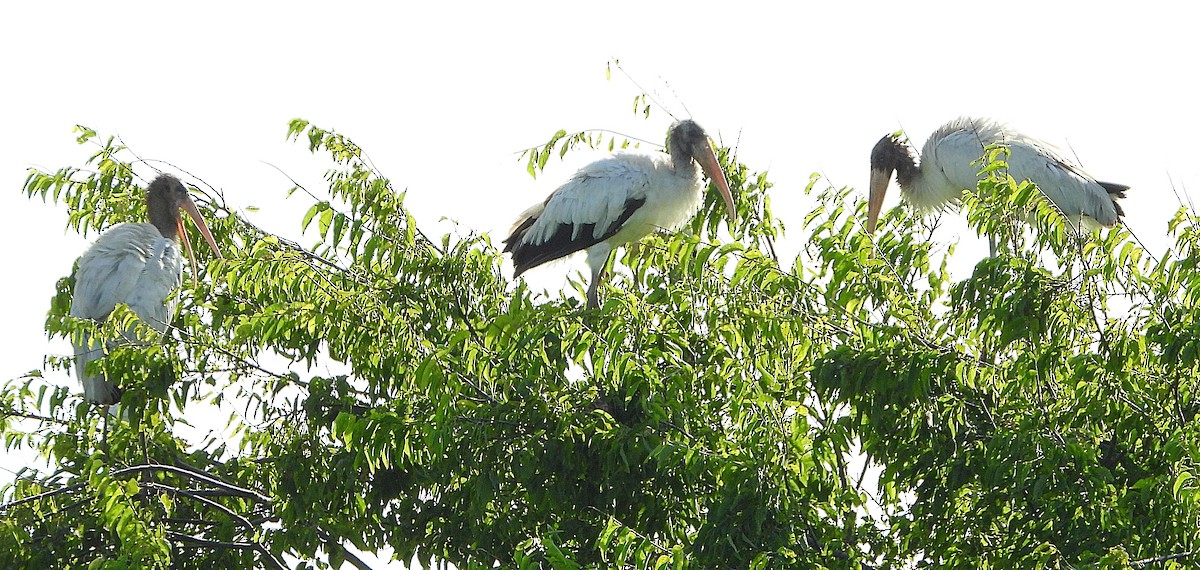 Wood Stork - Michael Musumeche