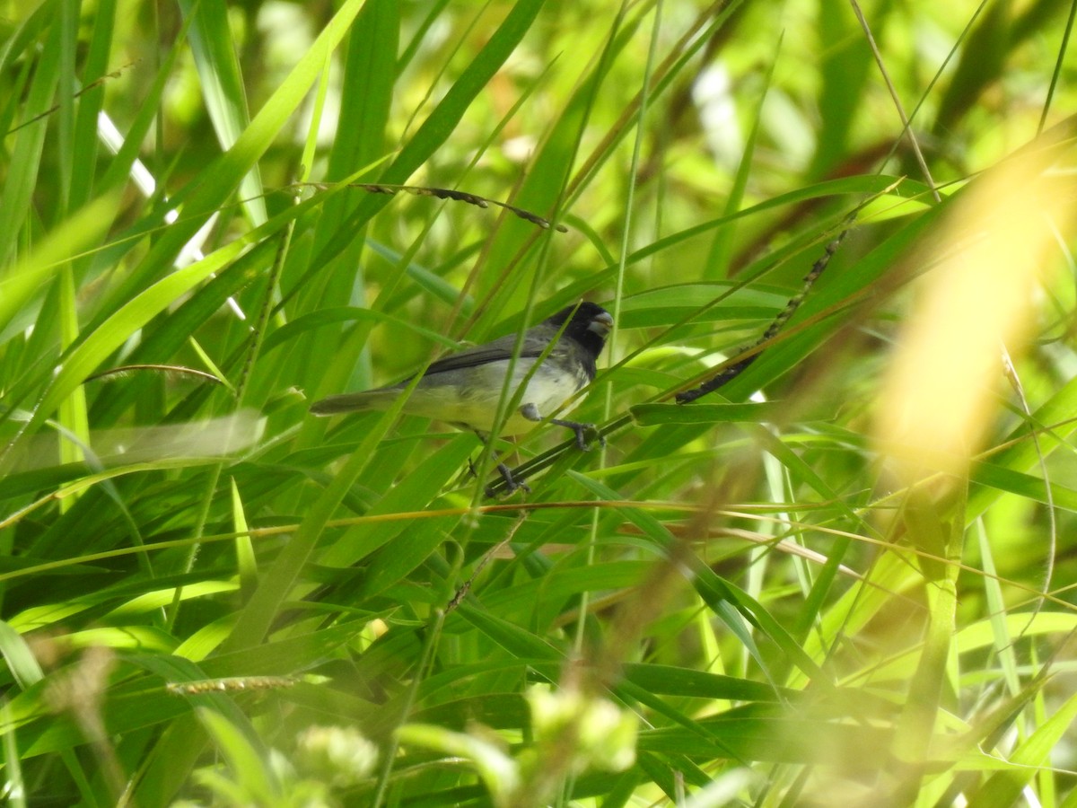 Black-and-white Seedeater - Jhony Mangash Macas