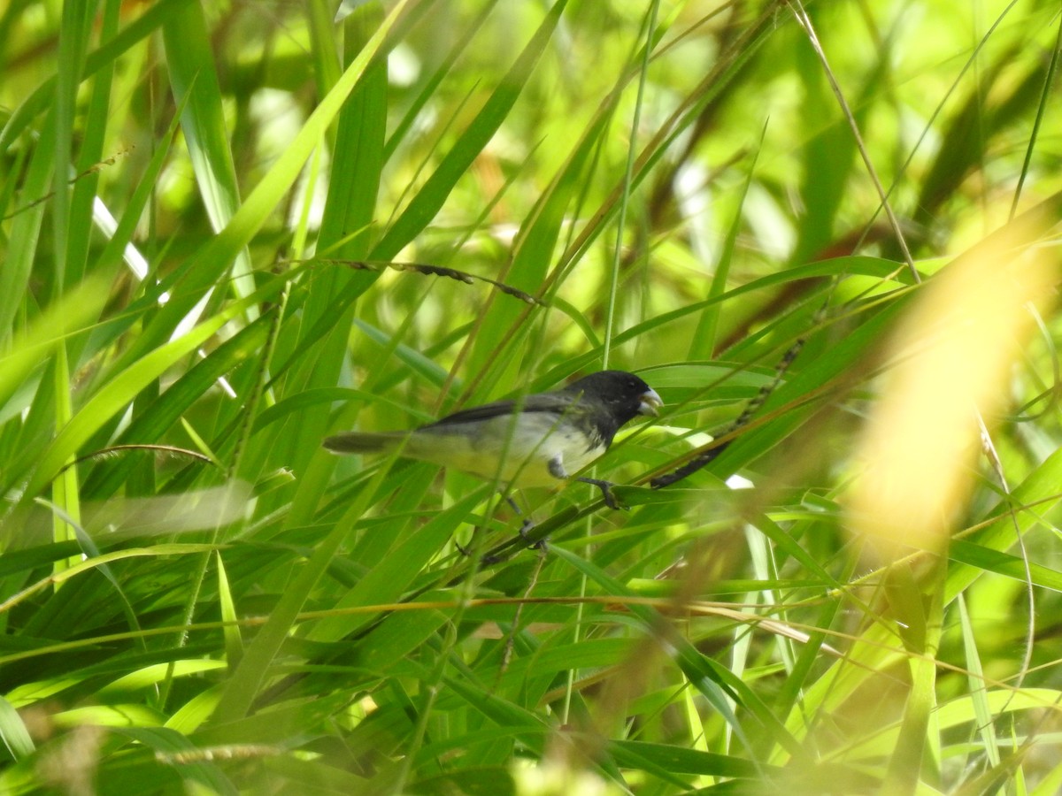 Black-and-white Seedeater - Jhony Mangash Macas