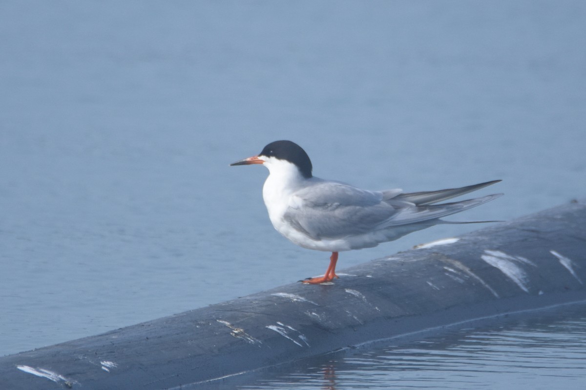 Forster's Tern - ML59606801