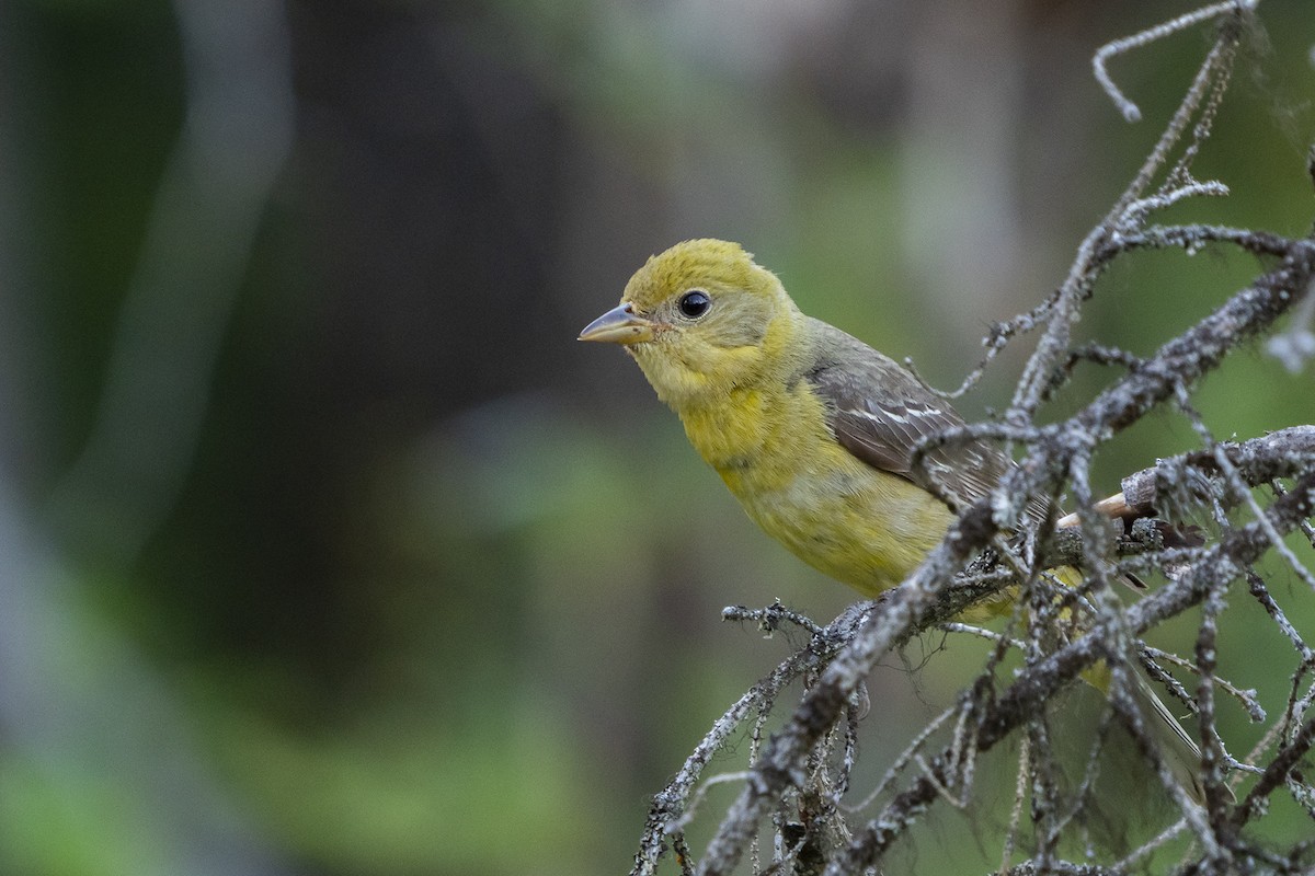 Western Tanager - ML596068061