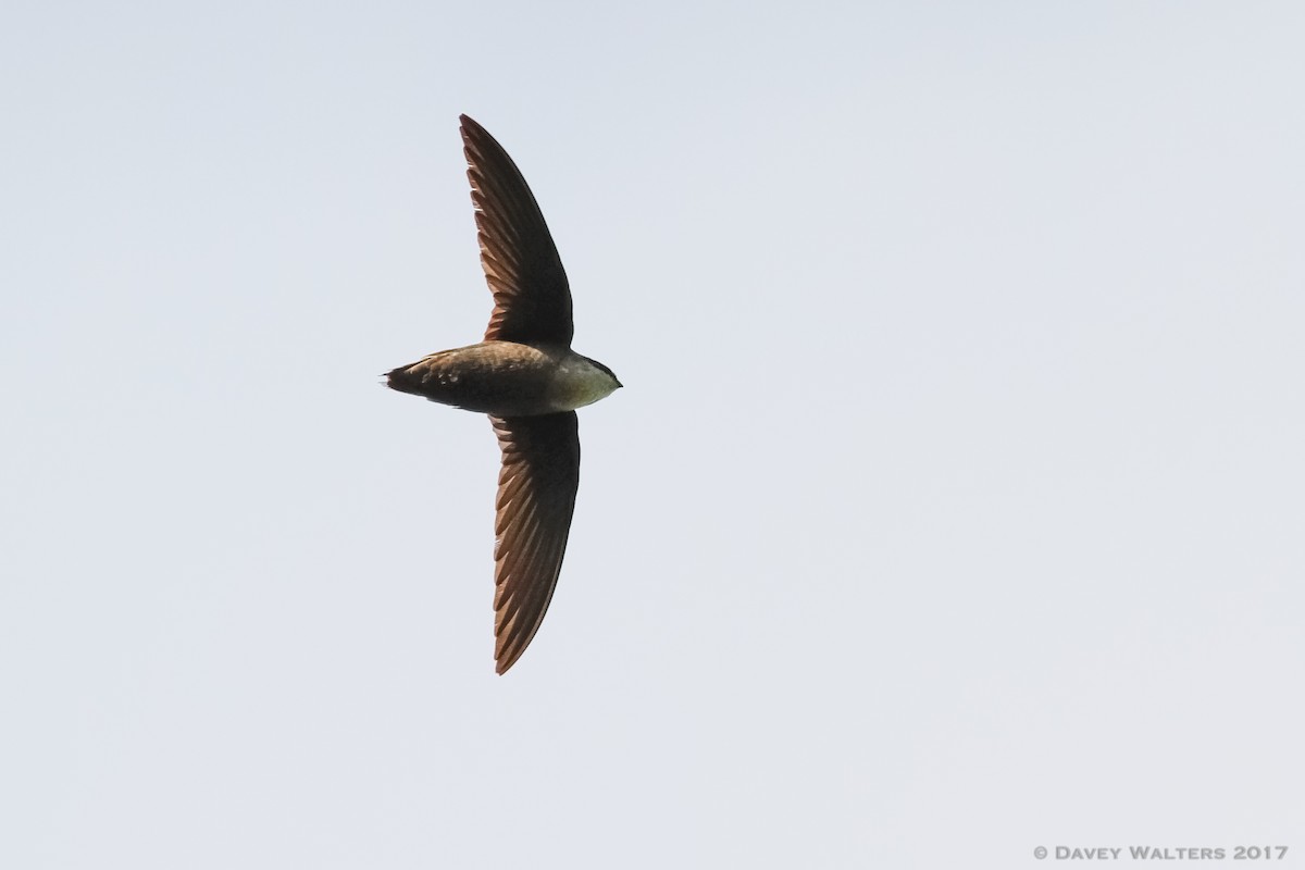 Chimney Swift - ML59607021