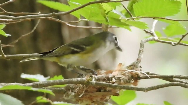 Blue-headed Vireo - ML596070811