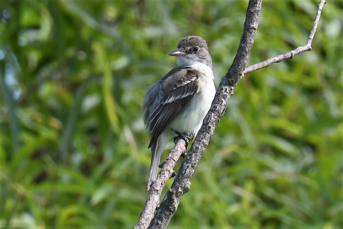 Weidenschnäppertyrann - ML596070921