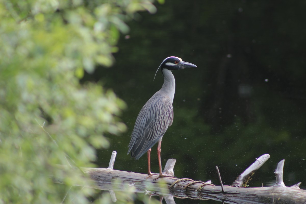 Yellow-crowned Night Heron - ML59607121