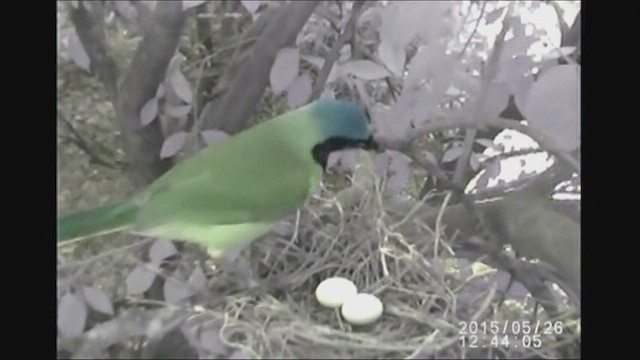 Green Jay - ML596071611