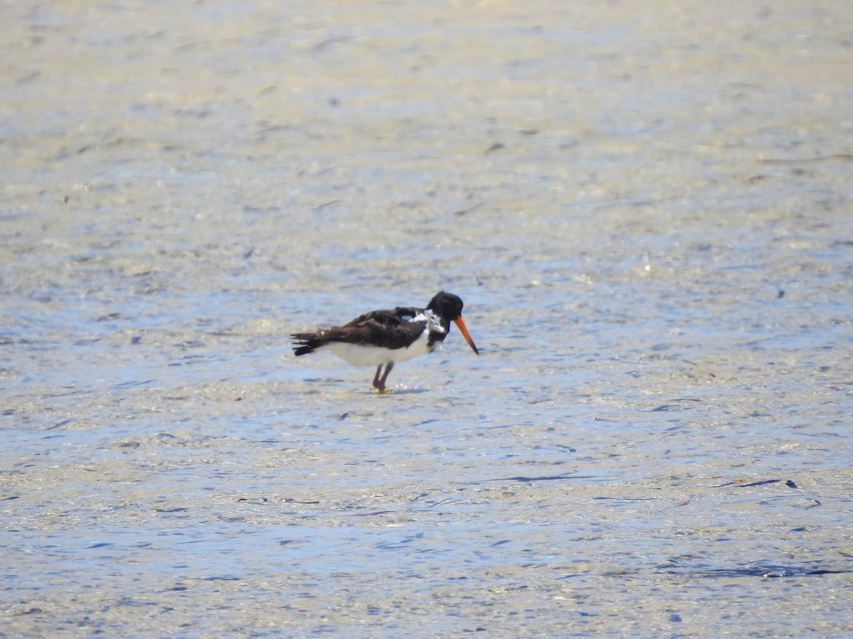 Pied Oystercatcher - ML596072061