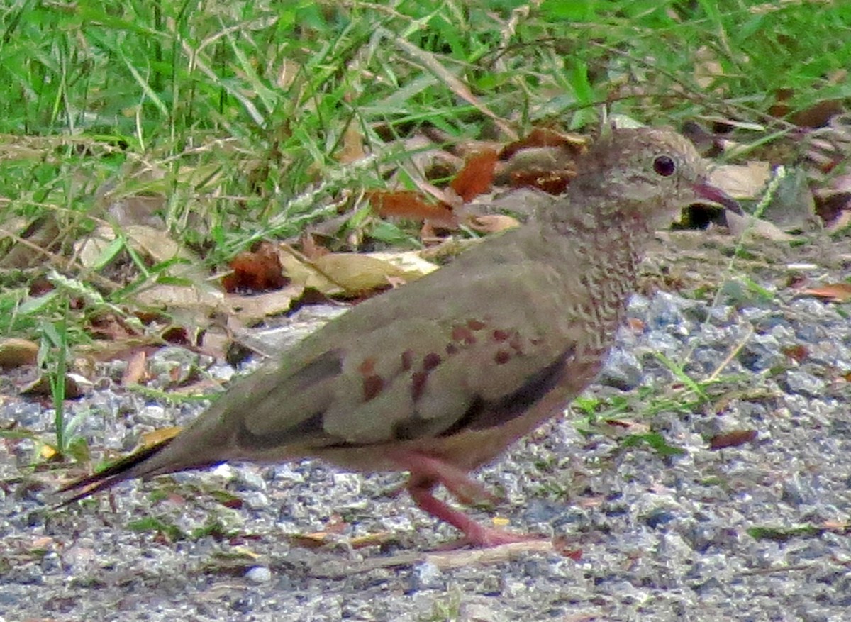 Common Ground Dove - ML596074211