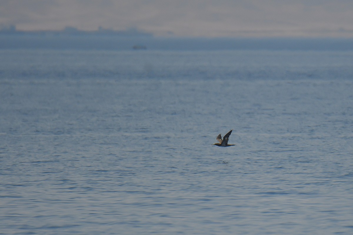 Brown Booby - ML596076031