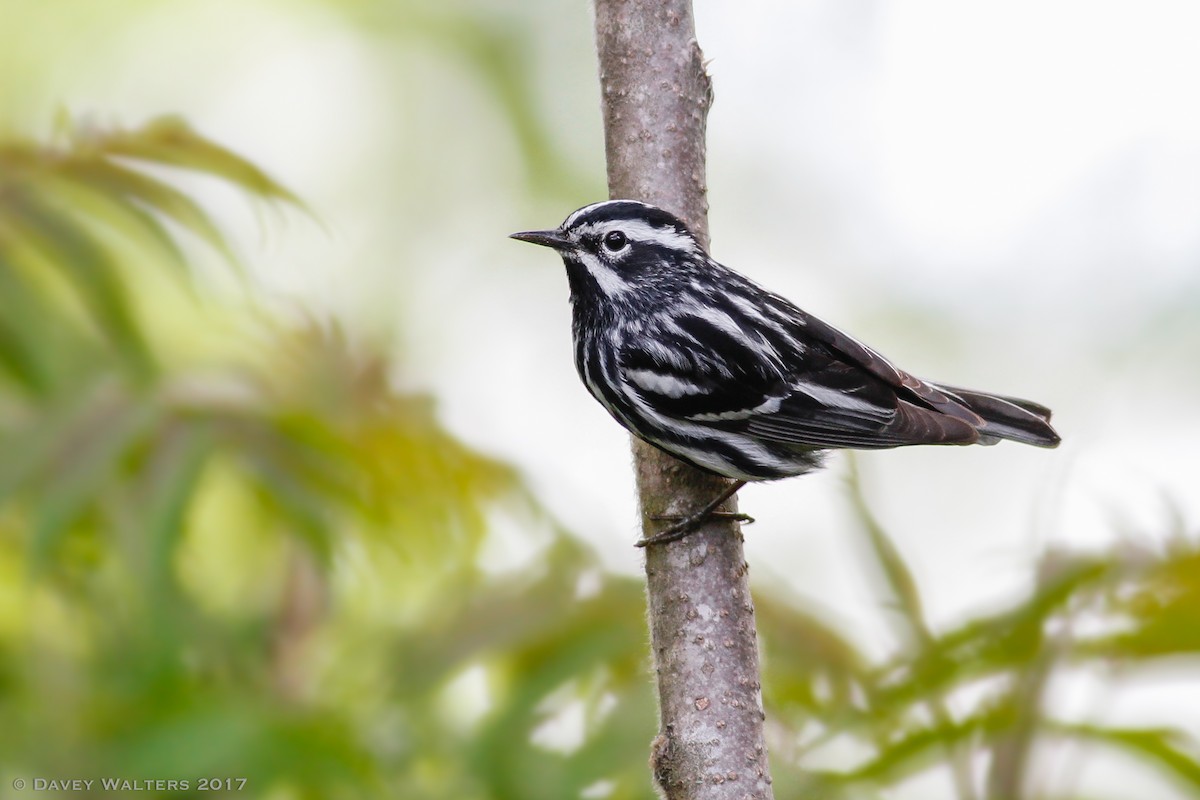 Black-and-white Warbler - ML59607731