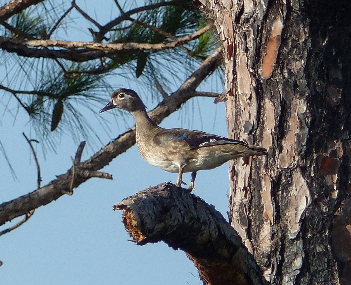 Wood Duck - ML596077661