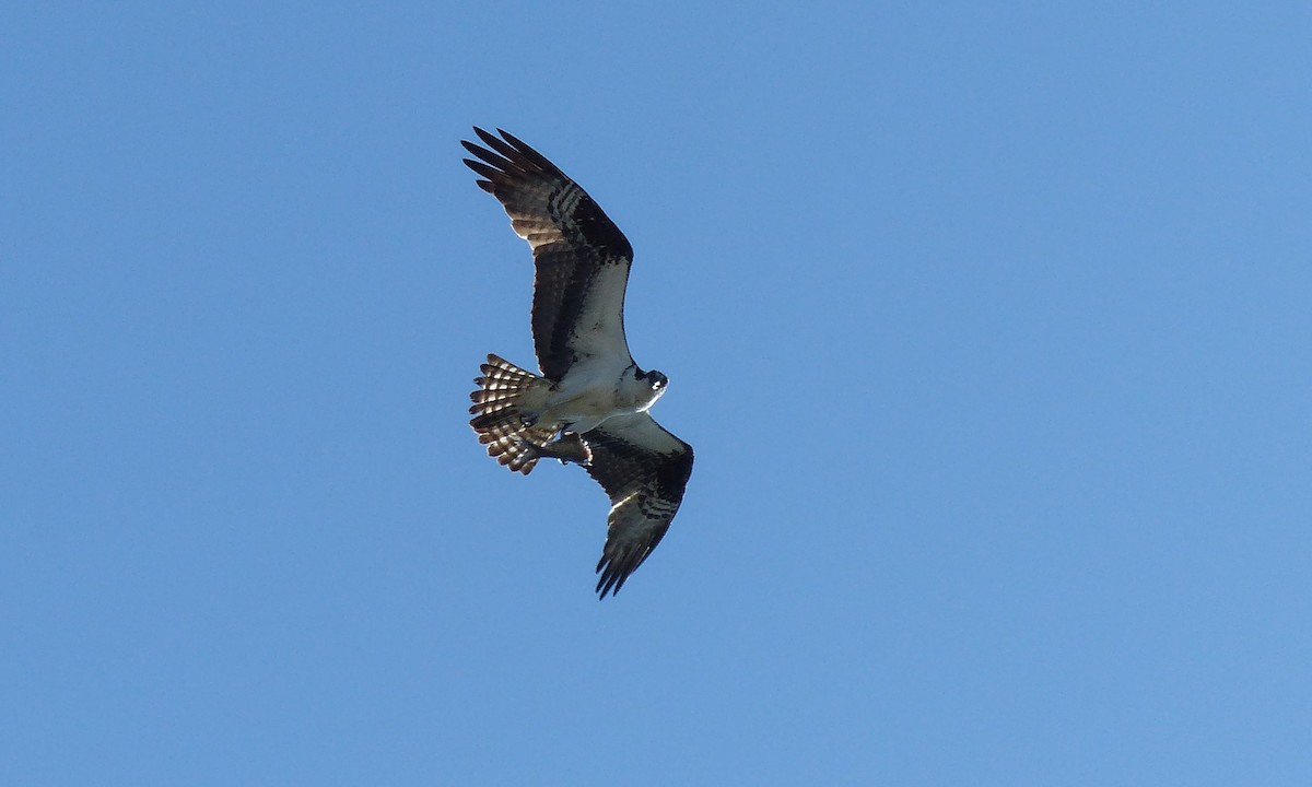 Balbuzard pêcheur - ML596077781