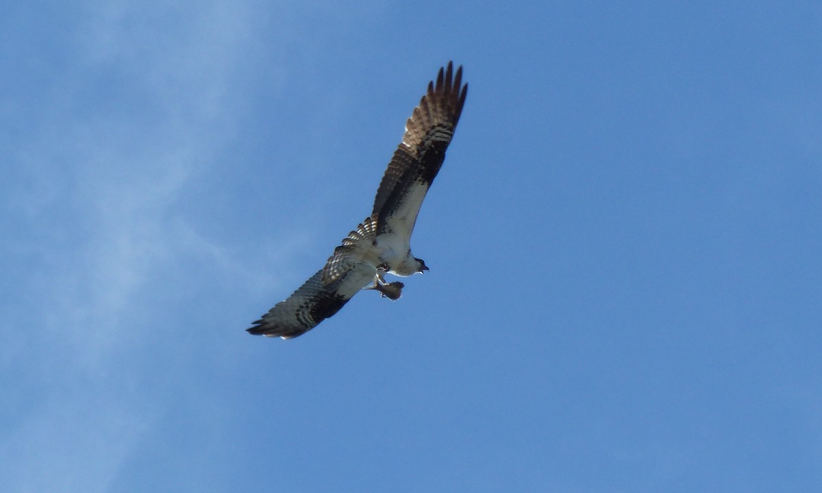 Águila Pescadora - ML596077791