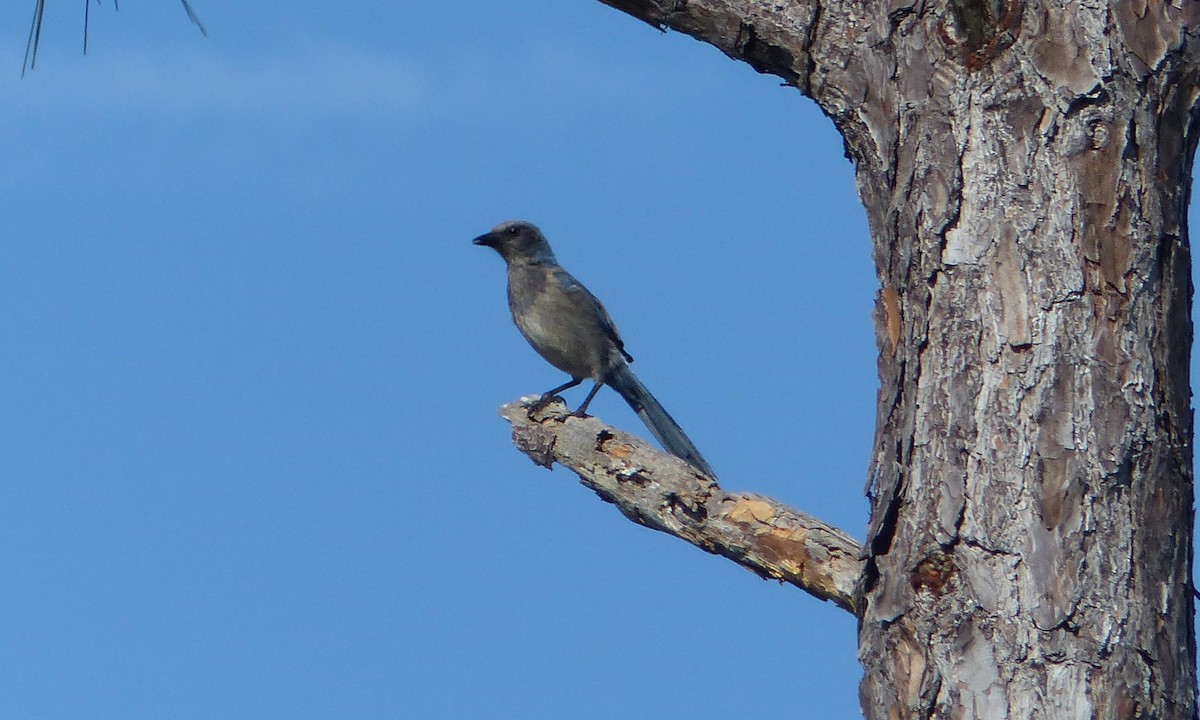 Florida Scrub-Jay - Diana Miller