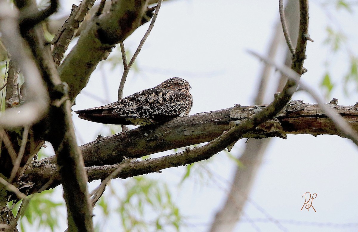 Common Nighthawk - ML59607801