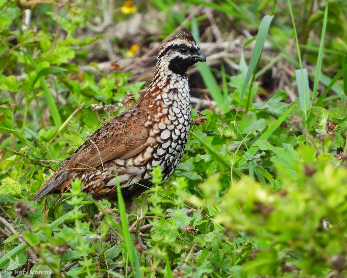 Black-throated Bobwhite - ML596078111