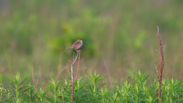 Henslow's Sparrow - ML596078511