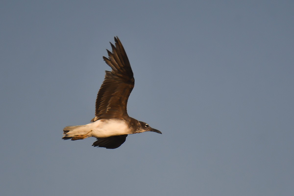 White-eyed Gull - ML596079211