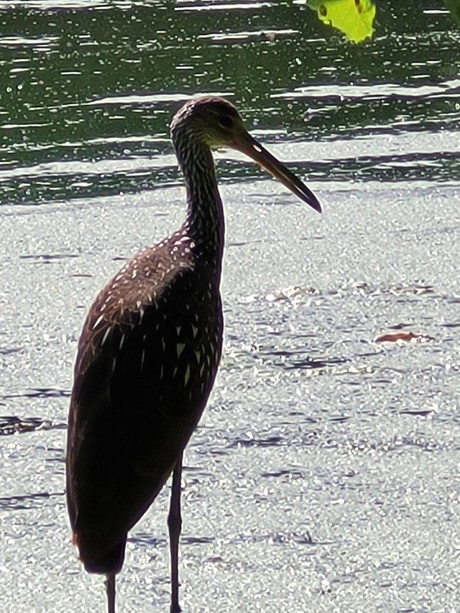 Limpkin - ML596079321