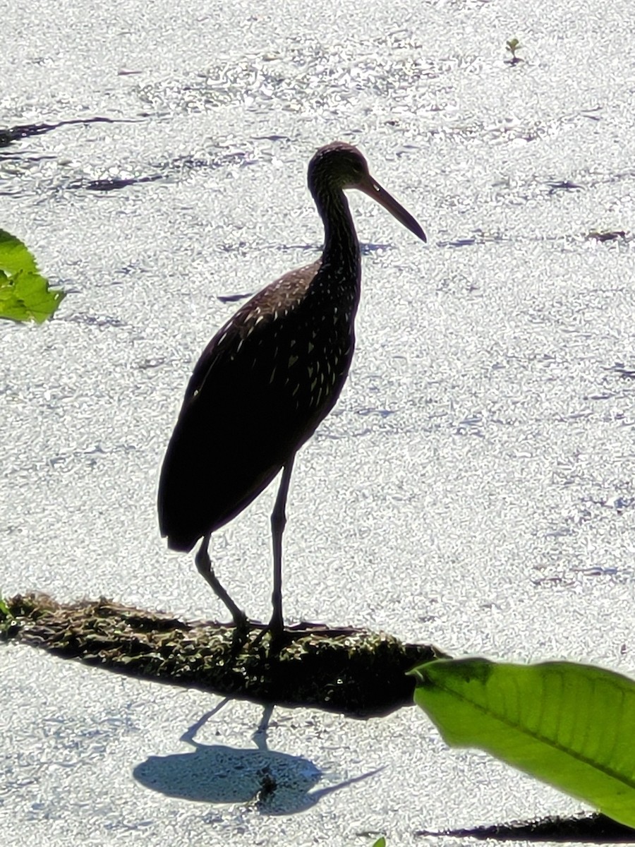 Limpkin - ML596079331