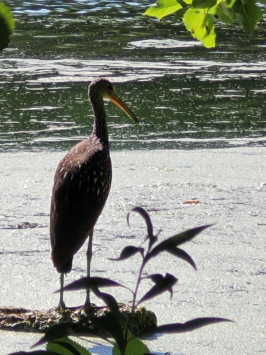 Limpkin - ML596079341