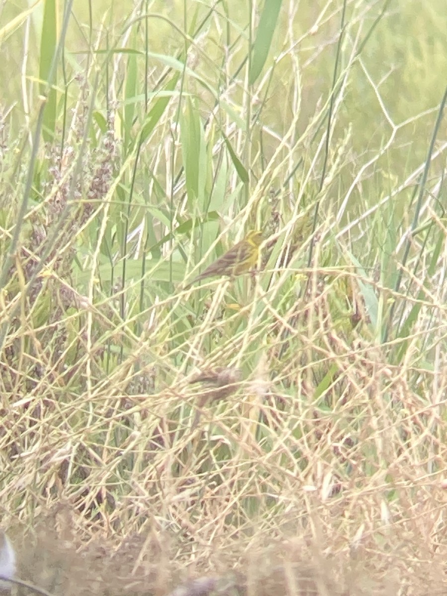 European Serin - ML596079591