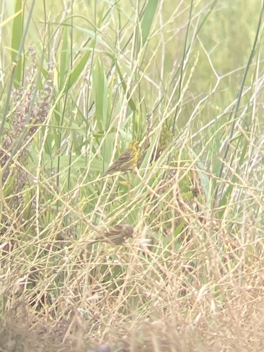 European Serin - ML596079601