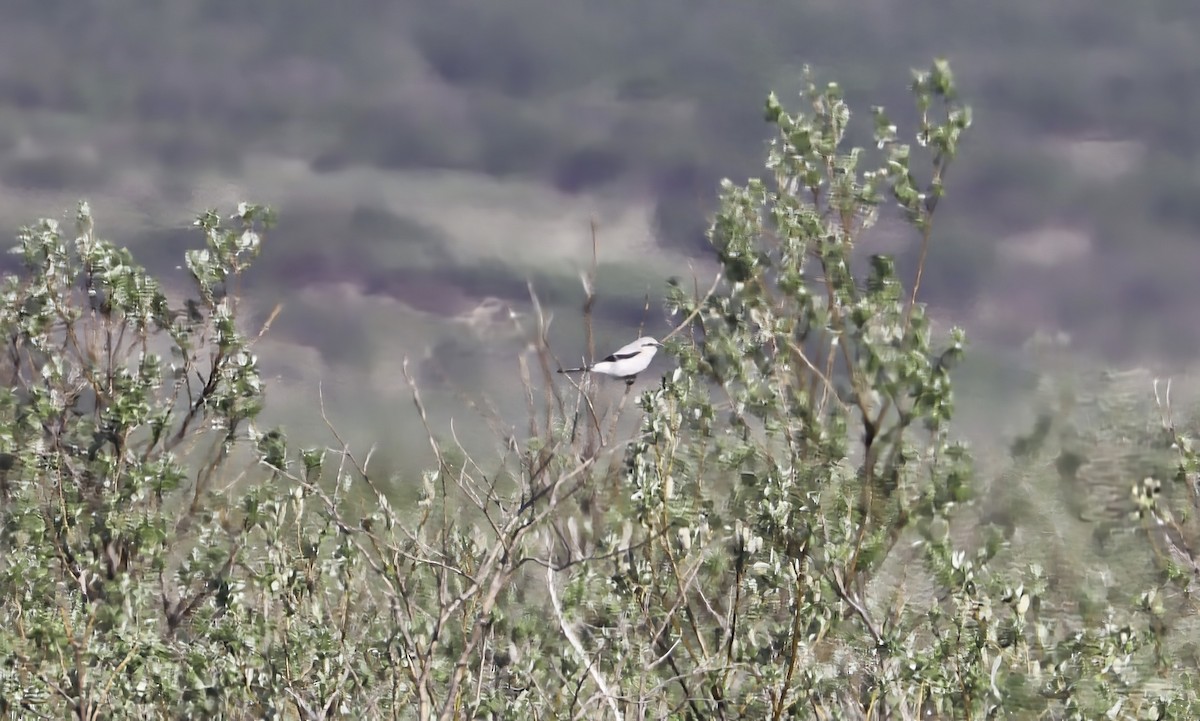 Northern Shrike - ML596080281