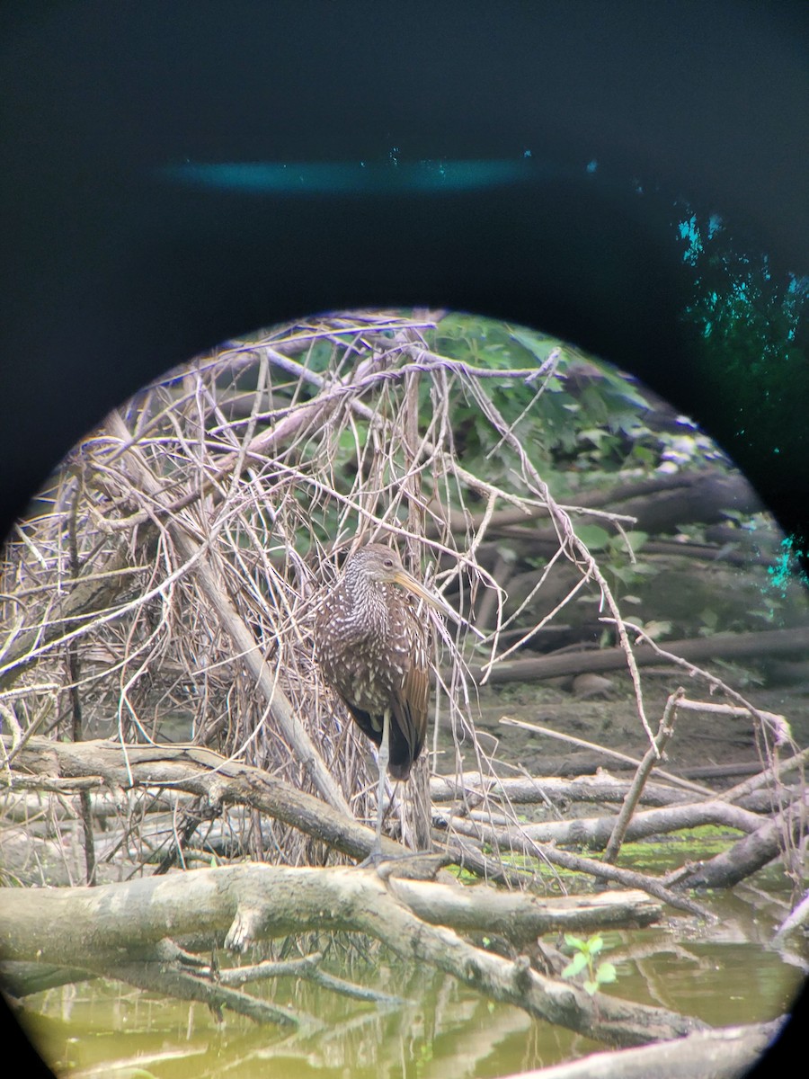 Limpkin - ML596080381