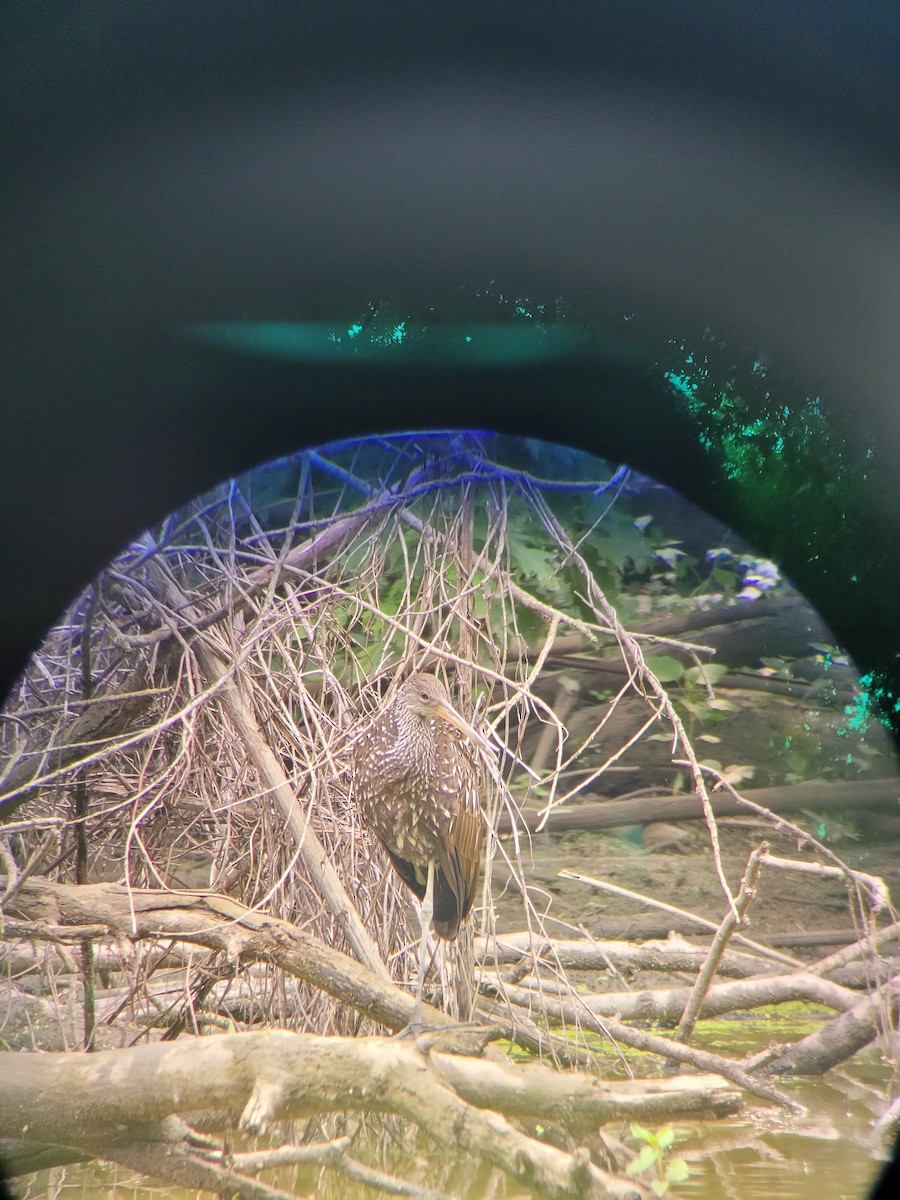 Limpkin - ML596080391