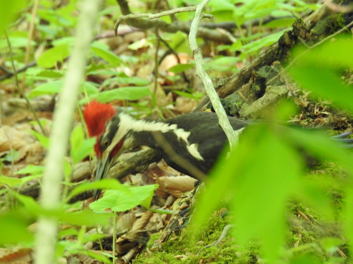 Pileated Woodpecker - ML59608091